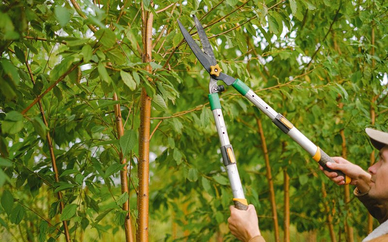 Tree trimming in Woodson, AR