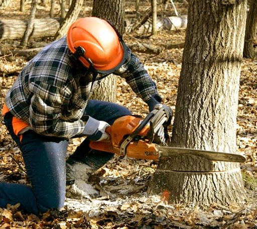 Tree Removal in Woodson, AR